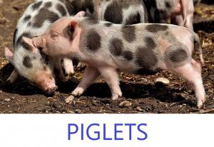 Available Piglets