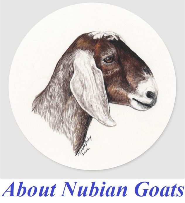 Nubian Goat About Page