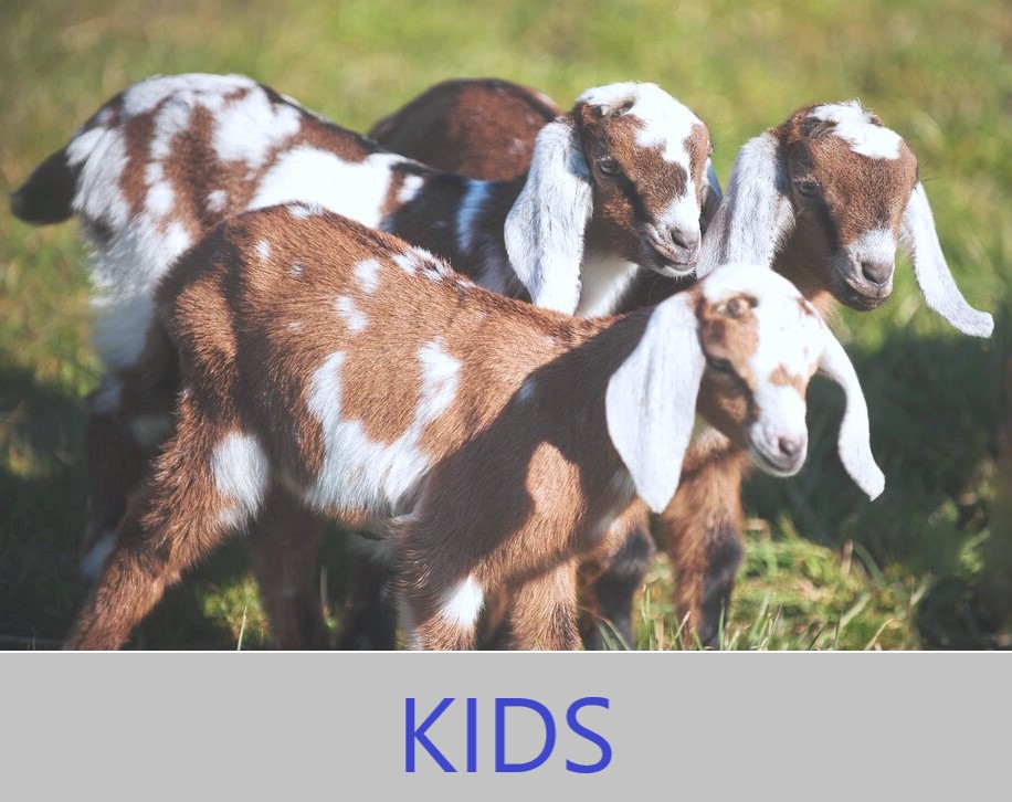 Kid Goats For Sale