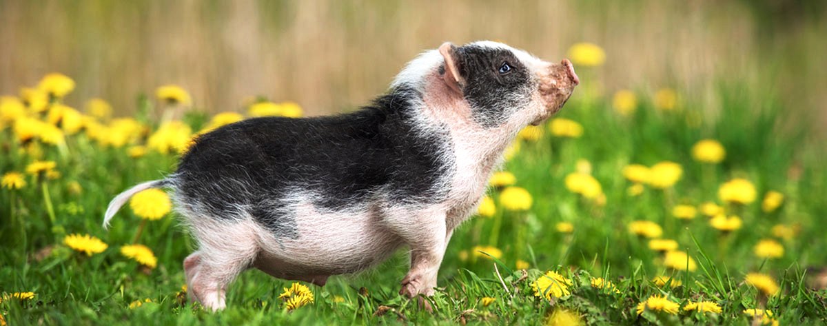 American Mini Pig