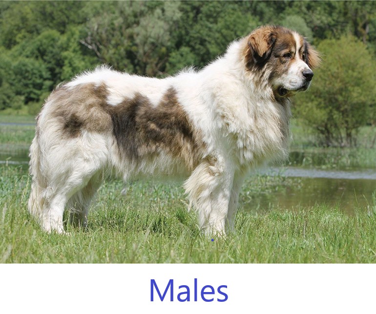 Great Pyrenees Males