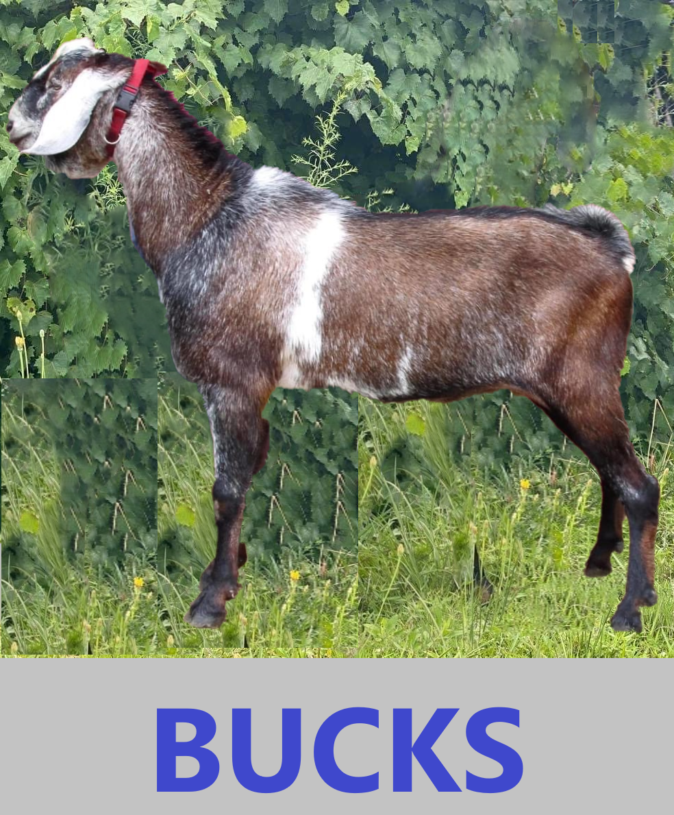 MALE BREEDING GOATS