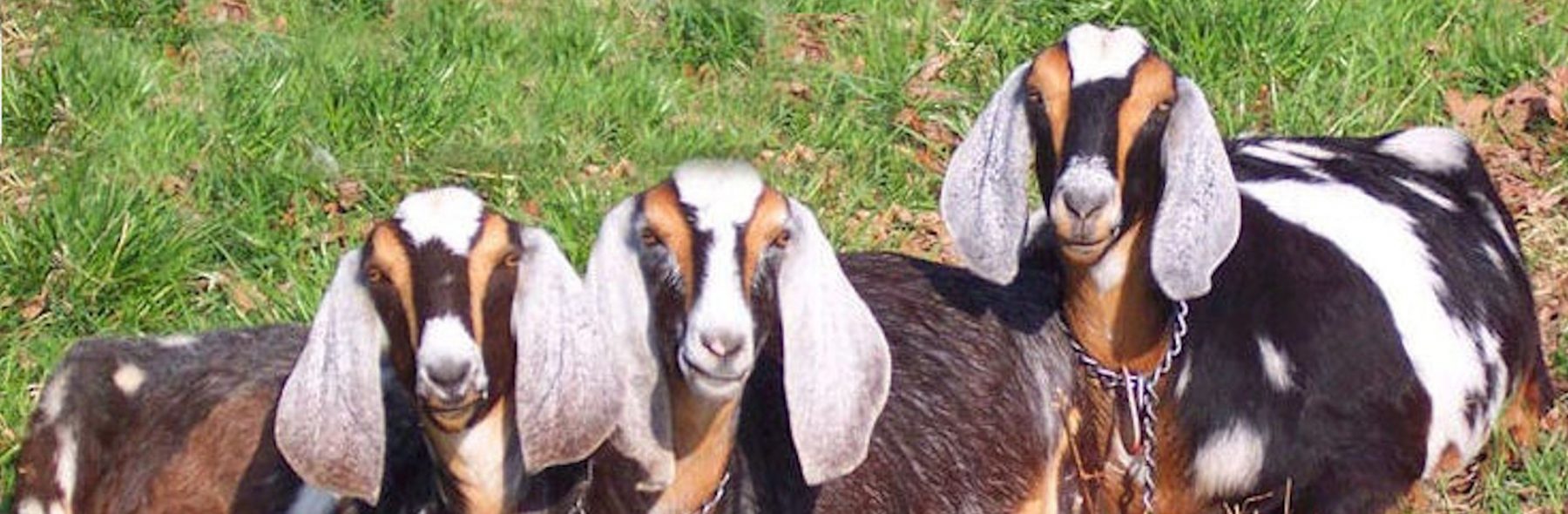 Nubian Goats