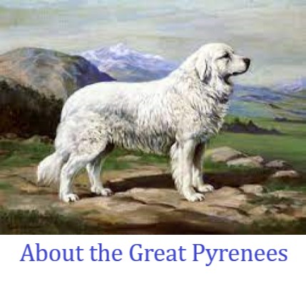 More about the Great Pyrenees